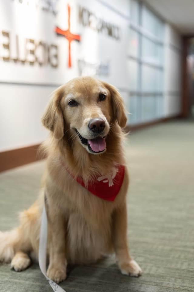 Gracie Maize, Certified Therapy Dog